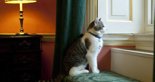 Обо всем - На работу в резиденцию британского премьера приняли кота: он будет ловить крыс