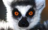 Lemur_29252936_orig_